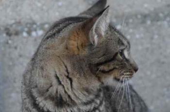 Yoschi Bild von Yoschi