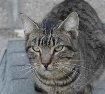 Yoschi Bild von Yoschi