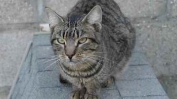 Yoschi Bild von Yoschi