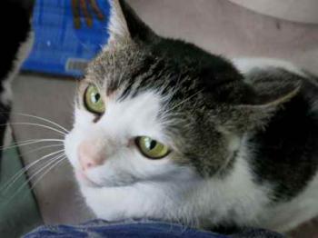 Carinoso Bild von Carinoso