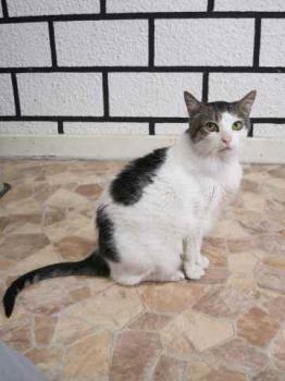 Carinoso Bild von Carinoso