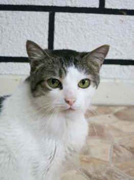 Carinoso Bild von Carinoso