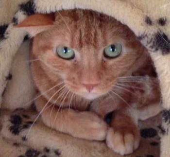 Bild von Anakin