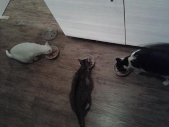 Bild von Lisa