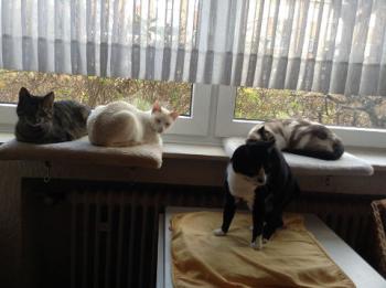 Sita Bild von Sita