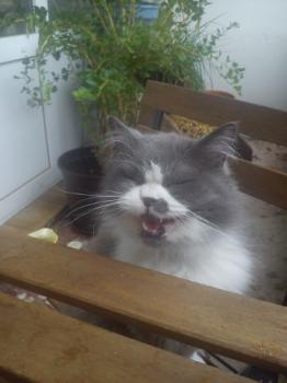 Emil Bild von Emil