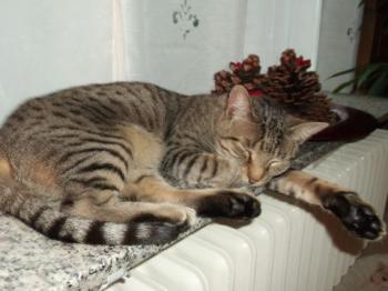 Bild von Leila