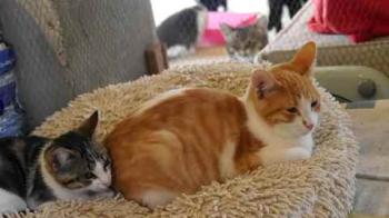 Cherie Bild von Cherie