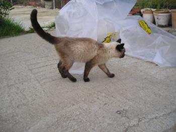 Bild von Simba