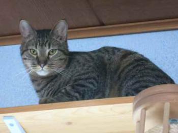 Adam Bild von Adam