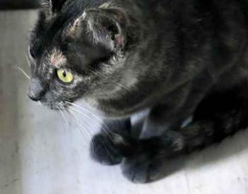 Bild von Afra