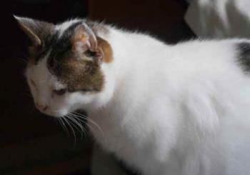 Daisy Bild von Daisy