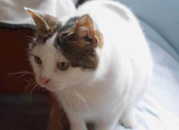 Daisy Bild von Daisy