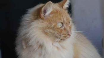 Nanuk Bild von Nanuk