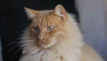 Nanuk Bild von Nanuk