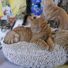 Nakai Bild von Nakai