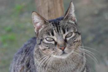 Atunita Bild von Atunita