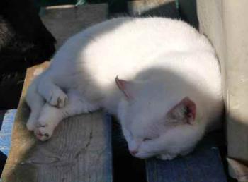 Nieves Bild von Nieves