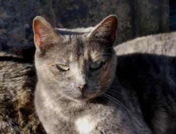 Bild von Aziza
