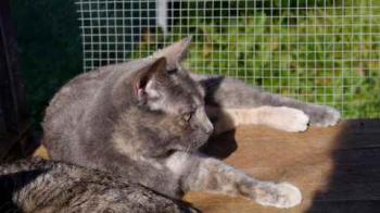 Bild von Aziza