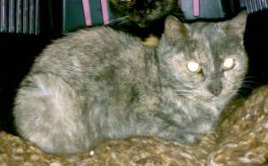 Dunia Bild von Dunia