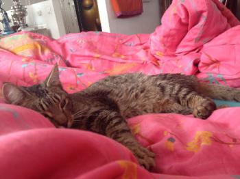 Yoschi Bild von Yoschi
