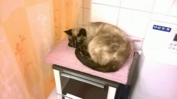 Tina Bild von Tina