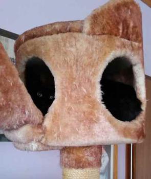 Tafy Bild von Tafy
