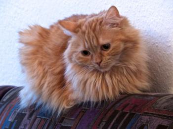 Diva Bild von Diva