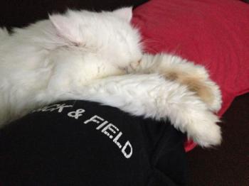 Romeo Bild von Romeo