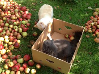 Apricot Bild von Apricot
