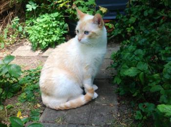 Apricot Bild von Apricot