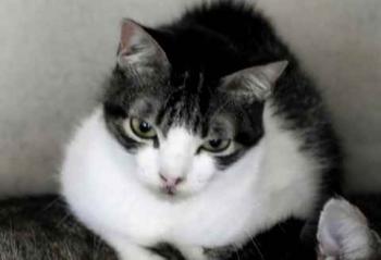 Peque Bild von Peque