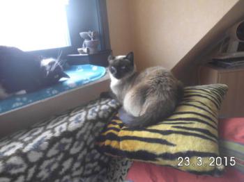 Ginger Bild von Ginger