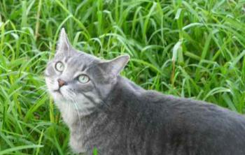 Cuco Bild von Cuco