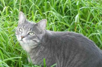 Cuco Bild von Cuco