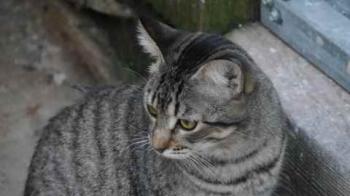 Shirkan Bild von Shirkan