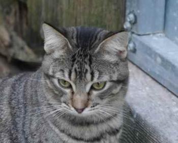 Shirkan Bild von Shirkan