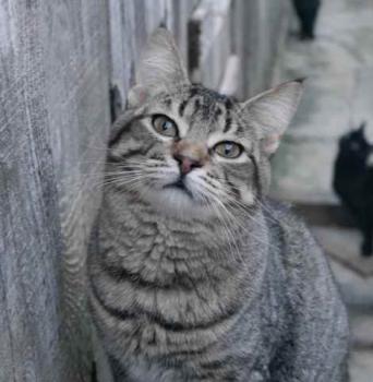 Shirkan Bild von Shirkan