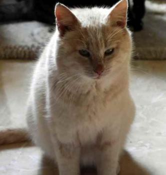 Pom Bild von Pom