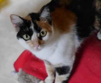 Kitty Bild von Kitty