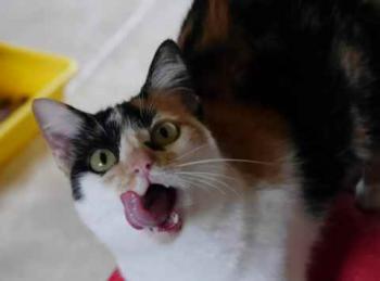 Kitty Bild von Kitty