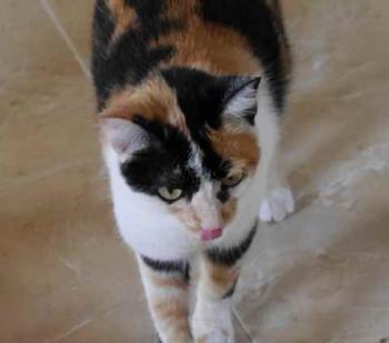 Kitty Bild von Kitty