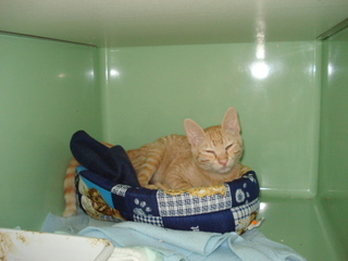 Duque Bild von Duque