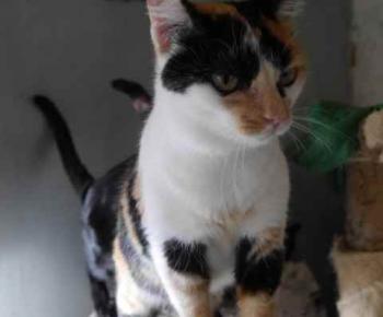 Kitty Bild von Kitty