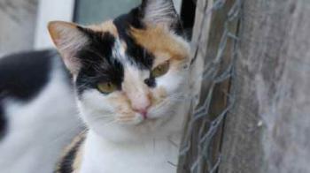 Kitty Bild von Kitty