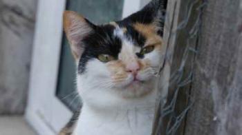 Kitty Bild von Kitty