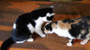 Kitty Bild von Kitty