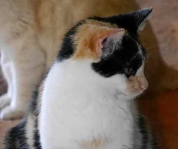 Kitty Bild von Kitty