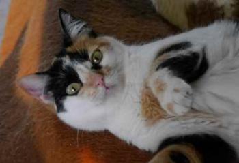 Kitty Bild von Kitty